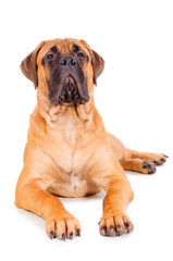 bullmastiff puppy lying