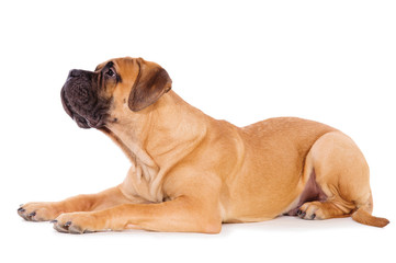 bullmastiff puppy lying