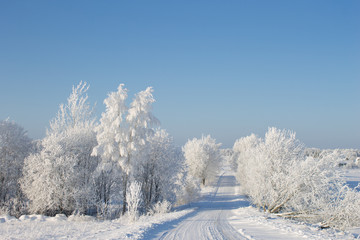 Obraz na płótnie Canvas Frosted drzew i śnieg