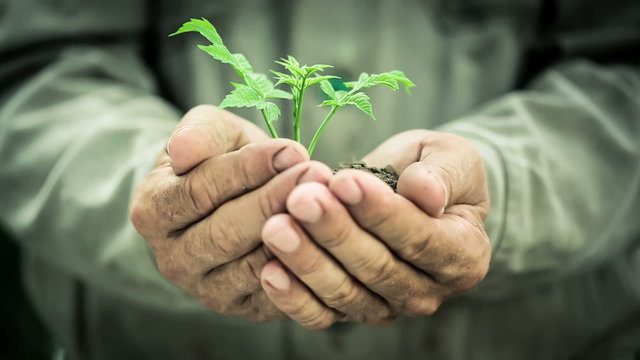 Old man`s hands holding green young plant