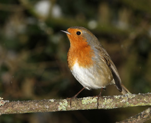 A Robin perched on a branch in winter