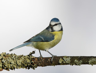 Fototapeta premium Portrait of a Blue Tit perched on a branch