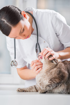 Veterinarian examining teeth of a cat while doing checkup at cli