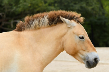 Przewalski Horse