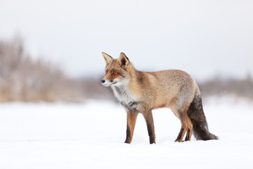Fox in area in the Netherlands