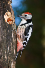 Middle spotted woodpecker feeding on a hazelnut wedged in a log