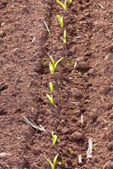Corn Seedlings