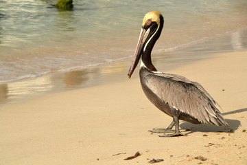 Le pélican sur la plage