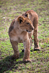 A small lion cub portrait.  Ngorongoro crater, Africa