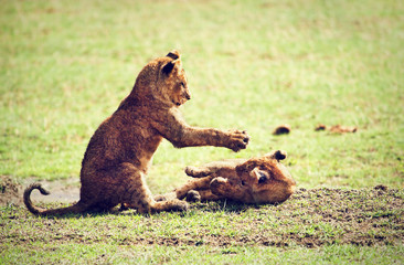 Fototapeta na wymiar Mały lew cubs gry. Krater Ngorongoro, Afryka