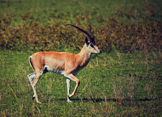 Naklejka na ściany i meble Male impala w krateru Ngorongoro, Tanzania, Afryka.