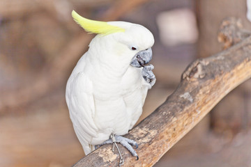 White Cockatoo