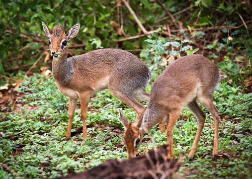 A couple of dik-dik antelopes, in Tanzania, Africa