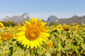 Fototapeta premium Sunflower field with mountain and blue sky