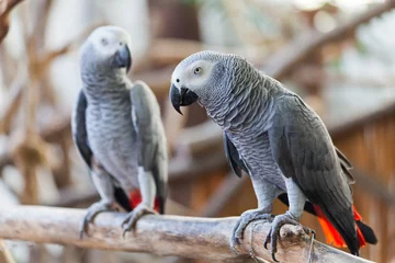 Fotobehang Afrikaanse grijze papegaai © PinkBlue