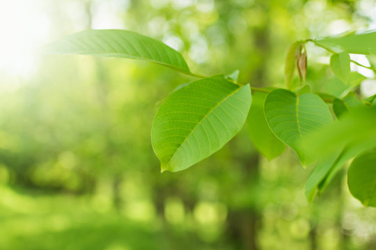 Spring leaves