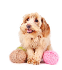Decorative fluffy dog and wool balls