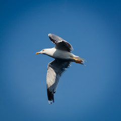 Flying seagull on blue sky.