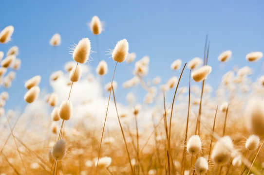 Fototapeta Golden Field
