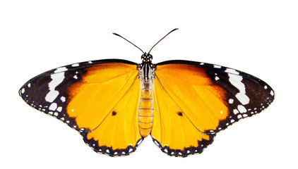 Plain tiger butterfly