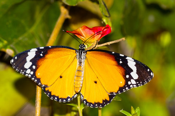 Fototapeta na wymiar Plain tiger butterfly