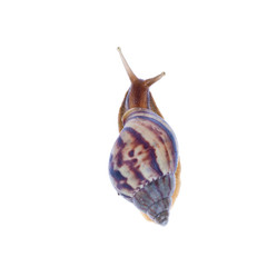 Snail (Amphidromus) isolated on white background
