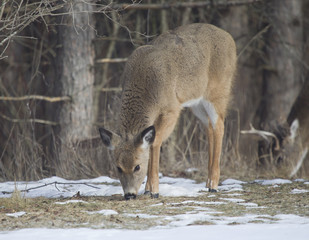 Naklejka premium A Fawn Doe with a Buck behind her.