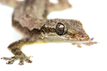 Lizard on white background