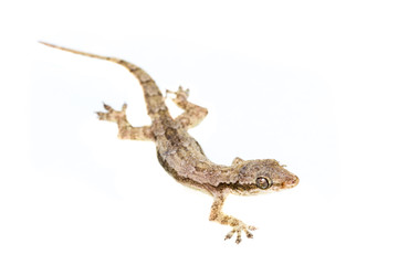 Naklejka premium Lizard on white background