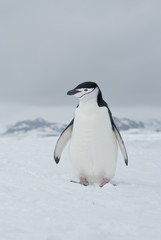 Antarctic penguin overcast day.