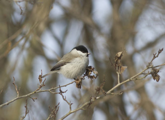 Black-Tit (Parus palustris)