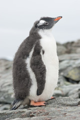 Gentoo penguin chick that is shedding.