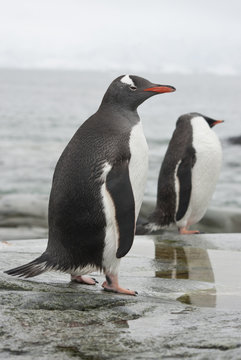 Gentoo penguin in the band ebb.