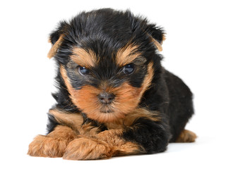 yorkshire terrier