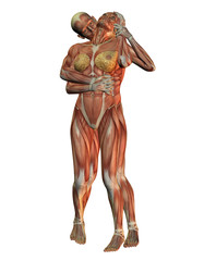 Anatomie und Muskelstruktur
