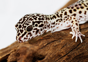 Leopard gecko