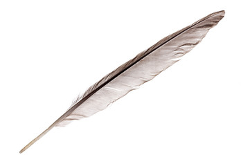 long gray isolated feather