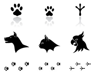 Fototapeta premium Domestic animals