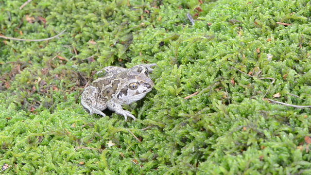 closeup garlic spadefoot toad pelobates fuscus moss