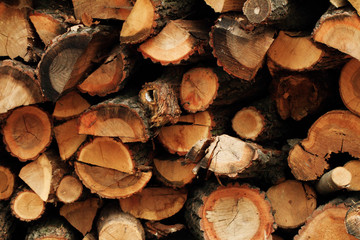 Tree stump background