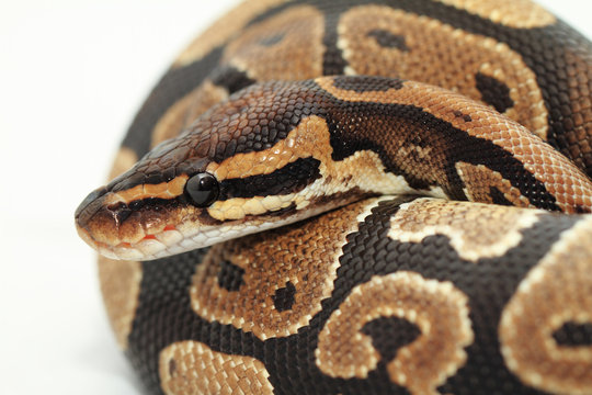 Ball Python Close Up