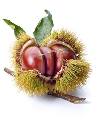 chestnuts