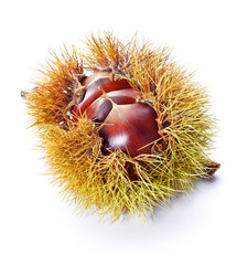 chestnuts