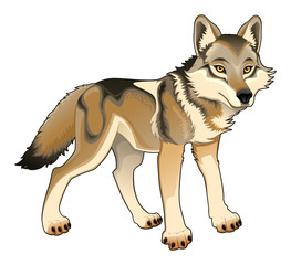 Fototapeta premium Wolf. Vector isolated character