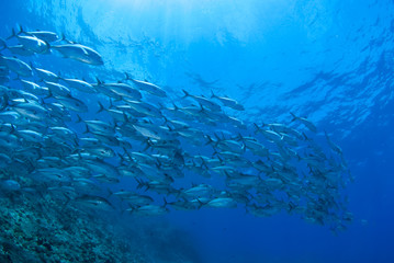 Fototapeta premium 青い海とギンガメアジの群れ