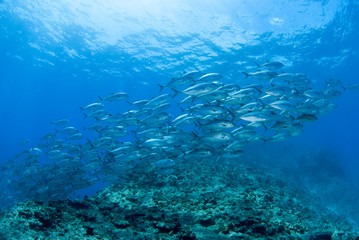 Fototapeta na wymiar Błękitne morze i stado opastuna kingfish