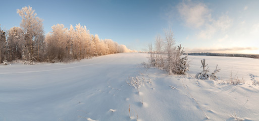Fototapeta na wymiar Drzewa na skraju zimowych zaśnieżonym polu