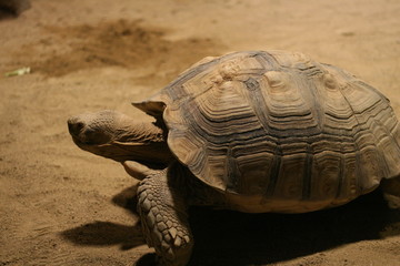 tortoise
