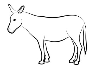 Donkey isolated on white