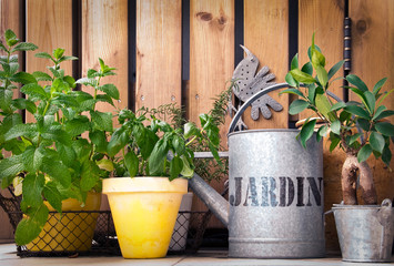 Pots de menthe, basilic, romarin, herbes aromatiques, arrosoir en zinc avec le mot Jardin, fond bois © Delphotostock